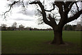 Oak tree and playing fields. Peckham Rye park