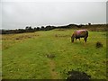 Corfe Common, horse grazing