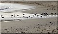 NU2423 : Oystercatchers  by Russel Wills