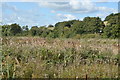 Bullrushes by Pett Rd