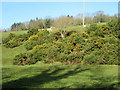 Gorse bushes in field north of B4389