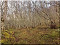 Birch wood above the Craigroy Burn