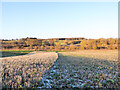 Stubble in field alongside unharvested crop