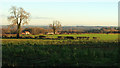 Farmland east of Burton Leonard