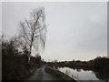 Birch tree by the Kilnhurst Cut