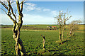 Towards Birnieknowe Farm