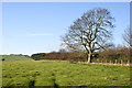 Hedge and fence line with lone tree