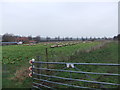 Sheep enjoying a feed at North Cliffe