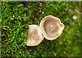 Fungi, Kingsbridge Hill, Totnes