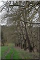 SO6130 : Wye Valley Walk near How Caple by John Winder