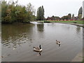 Canada Geese on the lake at Painswick Park