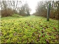 Crymlyn Bog