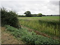 Pickedmoor Lane Rhine