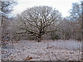 TQ4399 : Winter Tree near Genesis Slade, Epping Forest by Roger Jones