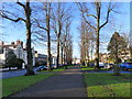 Avenue of trees, Brandon Parade, Royal Leamington Spa