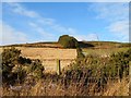 Hedgerow up Blelack Hill