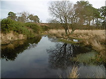 SY9787 : Coombe Heath, pond by Mike Faherty