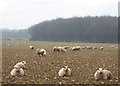 Sheep in a turnip field, Stalisfield