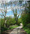 Killhorse Lane near Elton (1)