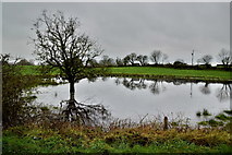 H5373 : Pond, Drumnakilly by Kenneth  Allen