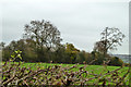 Over the hedge from Chipstead Meads recreation ground