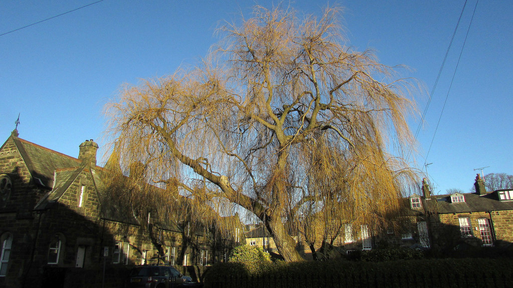 Willow, Belford Place, Harrogate © Derek Harper cc-by-sa/2.0 ...