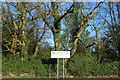 Trees at Loudoun Street Car Park