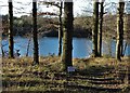 Moorgreen Reservoir through the trees