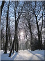 SJ4286 : Snowy January Woolton Woods by Sue Adair
