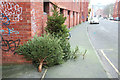 Christmas trees, Bristol