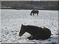 Horses in the snow, Winchmore Hill