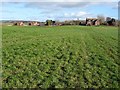 New houses in Ashperton