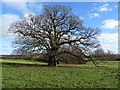 SO6441 : Oak tree by Philip Halling