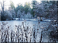 TL8193 : Frozen Lynford Lake by David Pashley