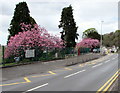 Pink blossom, Main Road, Cadoxton, Neath