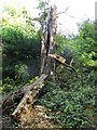 Dead tree, Penpole Wood