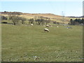 Pasture near Achnague