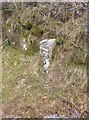 Old Boundary Marker west of Sampford Spiney