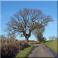 Winter Trees on Tawney Lane, Stapleford Tawney