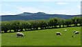 Sheep at Pont Pentre-Llech