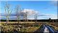 Private road from South Lodge to Bellton Wood,  Black Isle