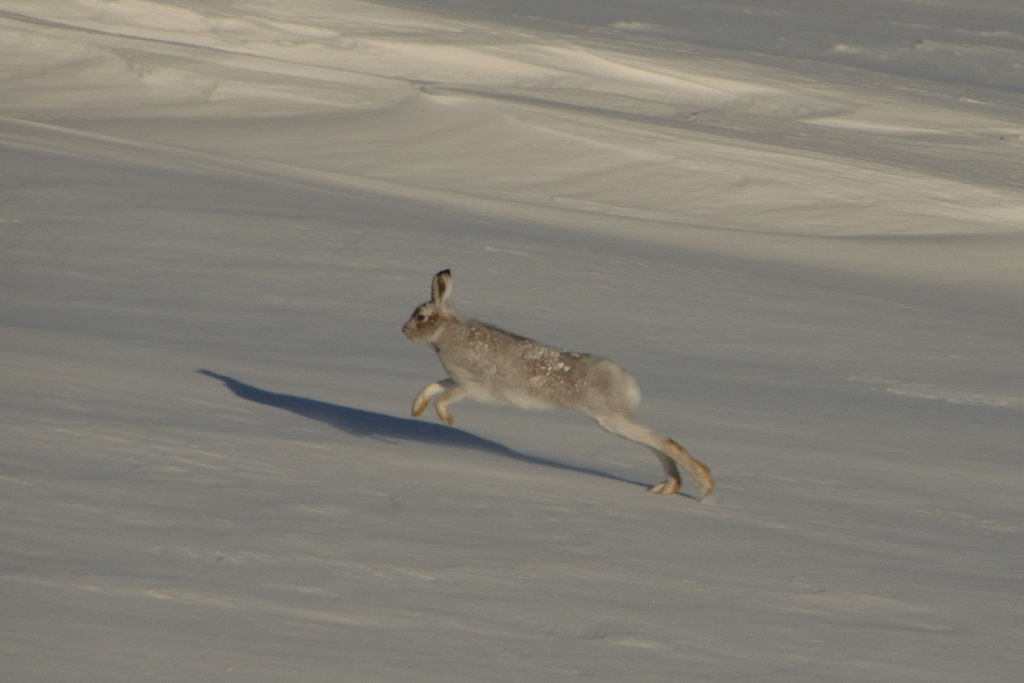 Wild Mountain Hare on Beinn Tharsuinn,... © Andrew Tryon cc-by-sa/2.0 ...