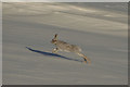 NH6079 : Wild Mountain Hare on Beinn Tharsuinn, Ross-shire by Andrew Tryon