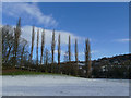 Poplars on a field boundary