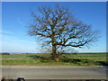 TL4932 : Tree by Rickling Road by Robin Webster