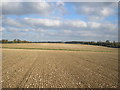 Big Michaels Wood Field