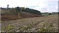 Fodder maize stubble and Stocking Wood