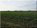 Field of sugar beet 