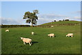 Evening sheep near Hellifield