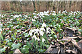 Snowdrops in Fryston woods